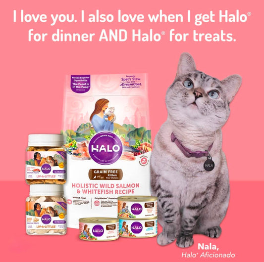 DHA Enriched Formula for Kittens:幼貓健康成長的科學關鍵