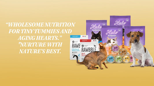 Organic Cat Food Hong Kong: Top Picks & Where to Buy