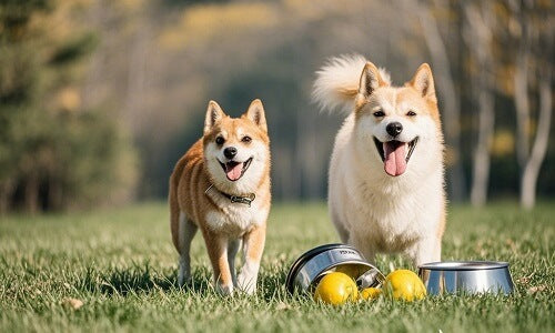 Bixbi Pet Food Hong Kong: Freeze-Dried Raw Nutrition for Healthier Pets
