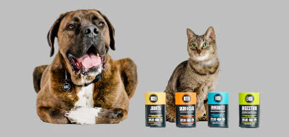 Unleash The Best Pet Store Experience: What To Look For And Why It Matters