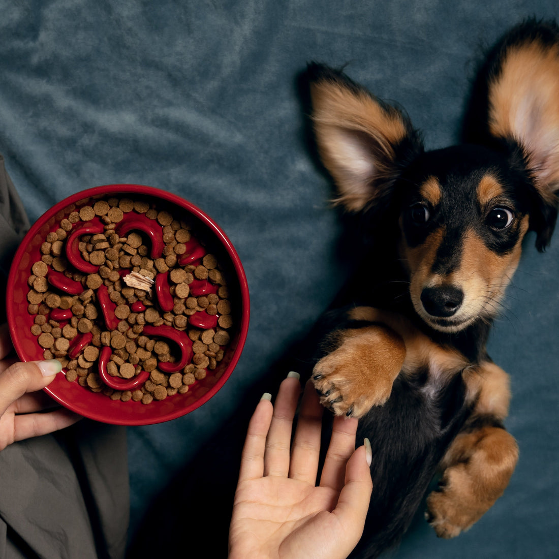 Discover The Best Bixbi USA Imported Pet Shop Near You – Premium Care For Your Pets!