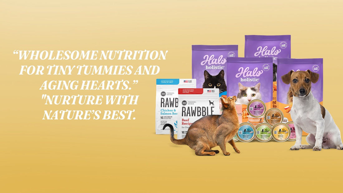 Organic Cat Food Hong Kong: Top Picks & Where to Buy