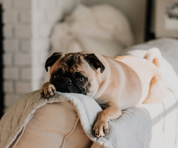 Diet and Nutrition for Pets: Essential Guidelines for a Healthy Life