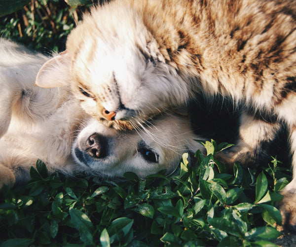 Exercise and Activity for Pets: Promoting a Healthy and Happy Life