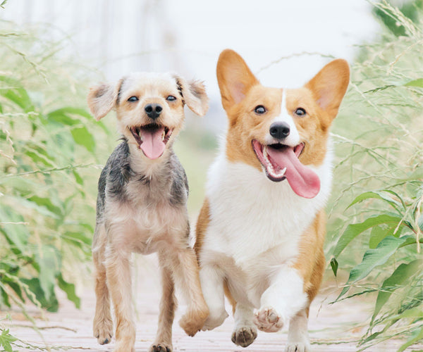 Common Health Issues in Pets and Prevention Tips