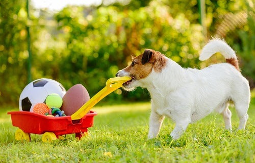 The Ultimate Guide to Pet Supplies: Must-Have Essentials for Every Pet Owner